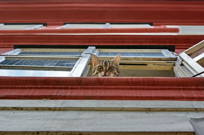 Low angle view of cat on window