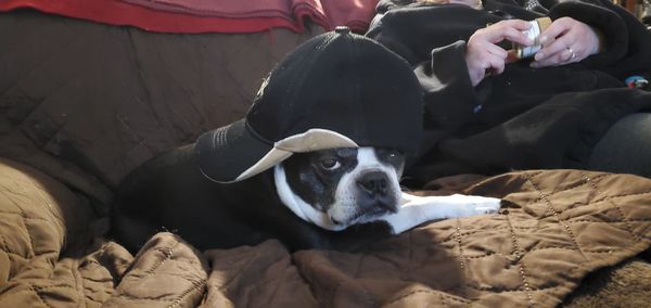 High angle view of dog relaxing on bed