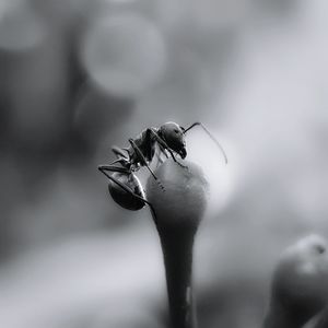 Close-up of wilted flower against sky