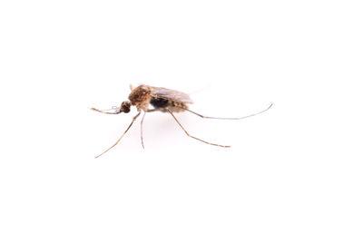 Close-up of insect over white background