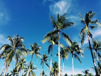 Low angle view of coconut palm trees against blue sky