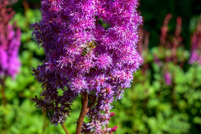 Close-up of purple flower