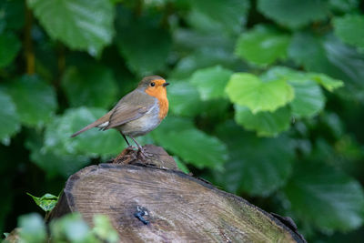 Close-up of bird perching on a tree