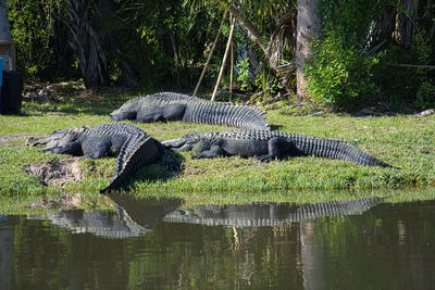 Close up view of a lizards alligators gators on grass