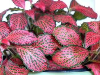 Close-up of strawberries in market