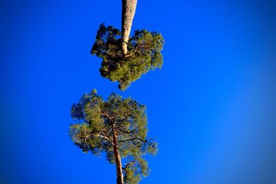 Low angle view of tree against clear blue sky