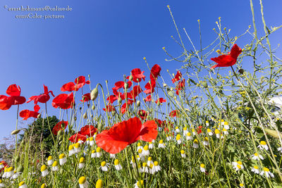 Low angle view of flowers against clear blue sky