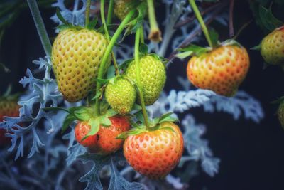 Close-up of fruits on plant