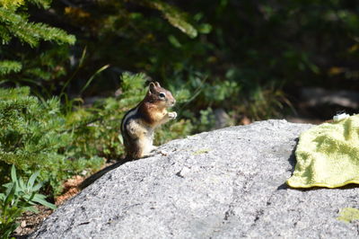 Squirrel sitting on rock