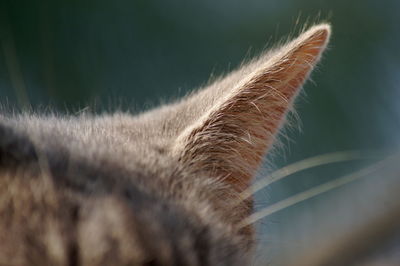 Close-up of cat outdoors