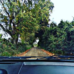 Road along trees