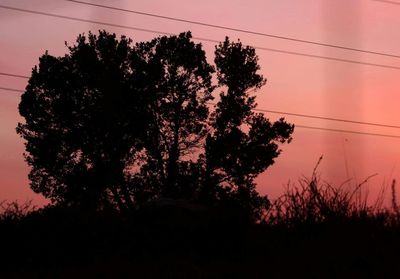 Silhouette of trees at sunset