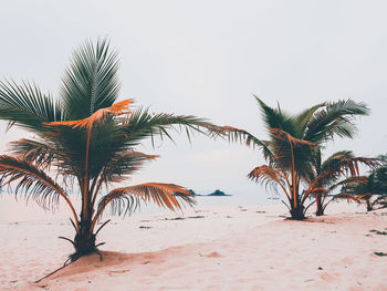 Palm trees on beach against clear sky