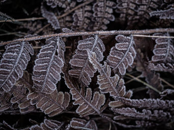 Full frame shot of frozen leaves during winter