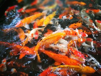 High angle view of koi carps swimming in water