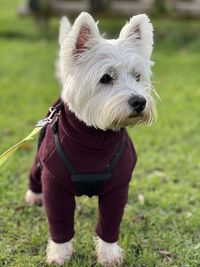 Portrait of dog on field