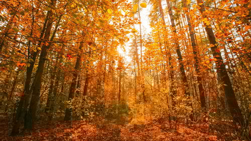 Trees in forest