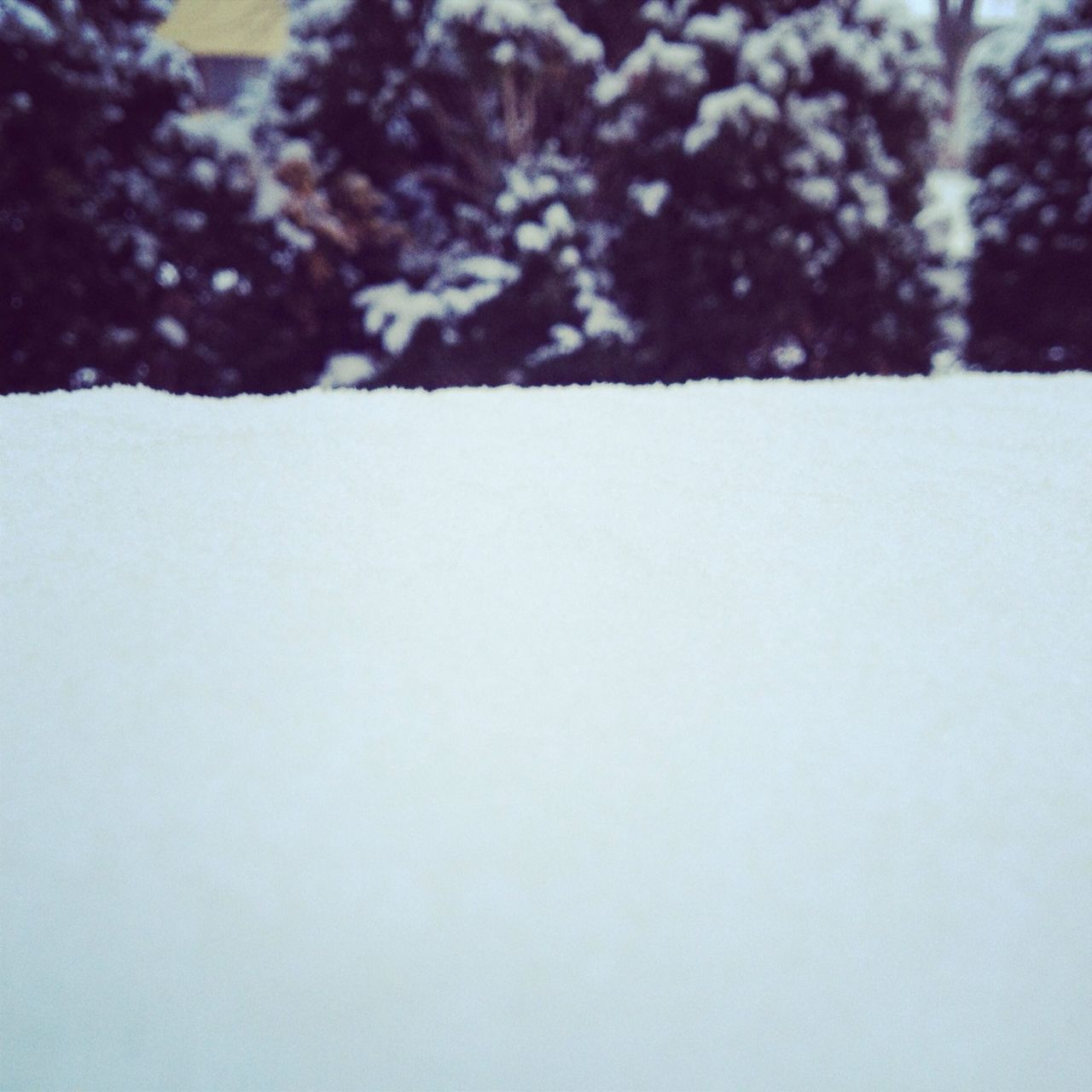 snow, winter, cold temperature, season, tree, white color, weather, nature, focus on foreground, tranquility, covering, beauty in nature, tranquil scene, field, day, landscape, outdoors, white, no people, frozen