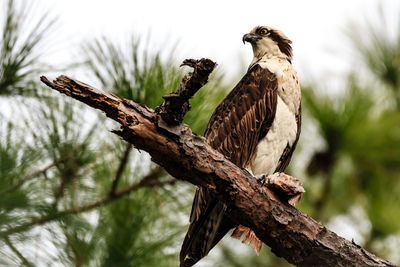 Close-up of bird perching on branch