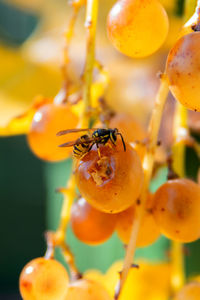 Close-up of insect on orange