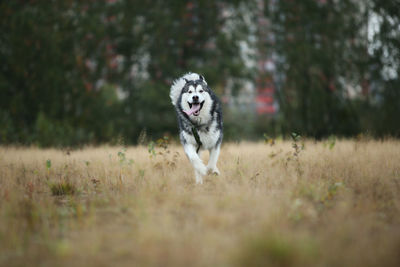 Dog running in a field