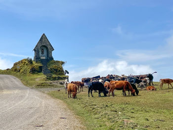 Horses on field against sky