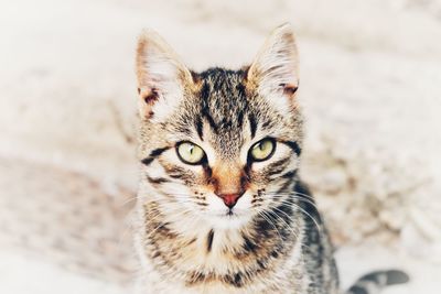 Close-up portrait of cat