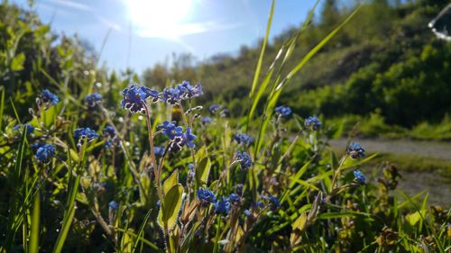 Close-up of purple flowers blooming in field