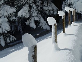 Snow covered trees on landscape