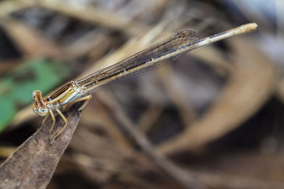 Close-up of dragonfly on wood