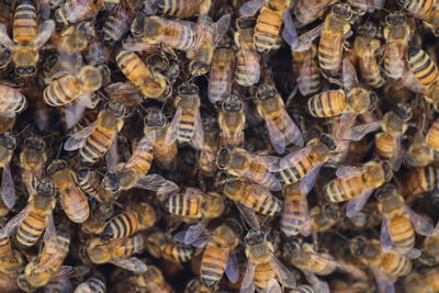 Full frame shot of bees