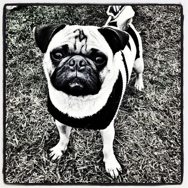 PORTRAIT OF DOG SITTING ON GRASS