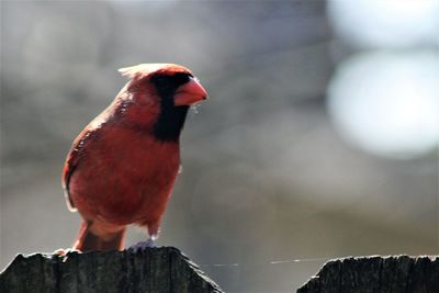 Close-up of bird perching on red outdoors