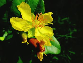 Close-up of yellow flowers blooming outdoors