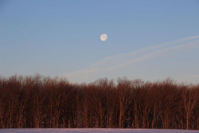 Scenic view of field against clear sky