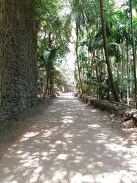 Dirt road amidst trees in forest