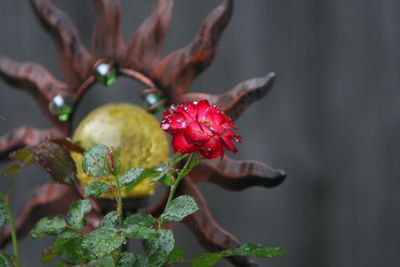 Close-up of red flowering plant