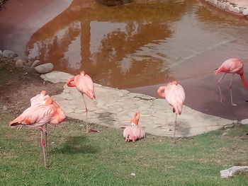 Birds in lake