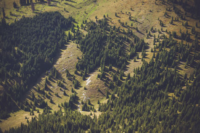 Pine forest from a bird's eye view