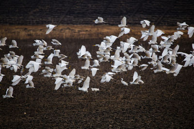 Close-up of birds over white background