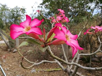 Close-up of pink flowers