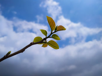 Low angle view of plant against sky