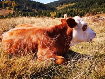 View of cow on field