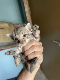 Portrait of hand holding cat