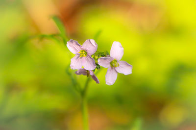 Close-up of pink flowering plant