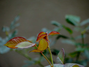 Close-up of orange leaves on plant during autumn