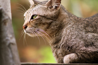 Close-up of a cat looking away