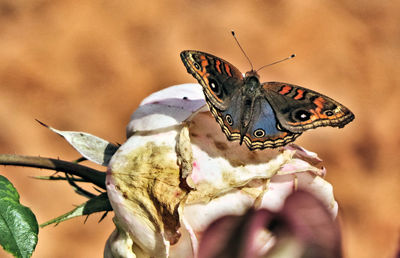 Close-up of butterfly holding hand