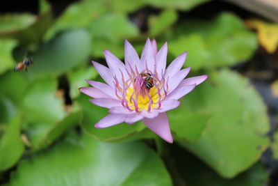 Close-up of insect on purple flower