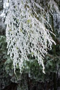 Close-up of frozen plant